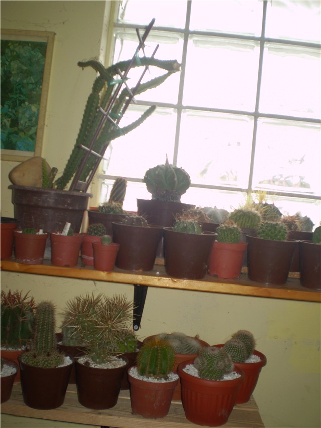 kaktus